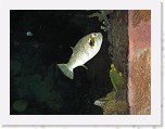 Dierentuin Burgers  Zoo 052 * 3648 x 2736 * (3.57MB)